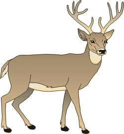 [Image of a Buck]