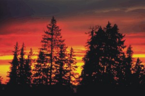[Forest at Sundown]